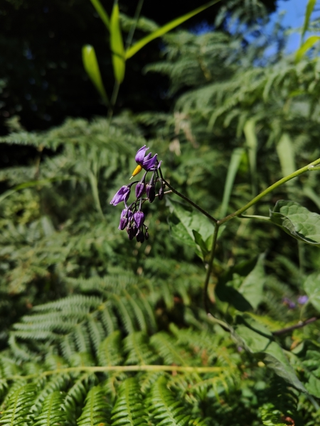 Woody Nightshade Solanum dulcamara Croanreisht