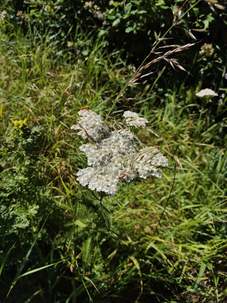 Yarrow Achillea millefolium ayr hallooin