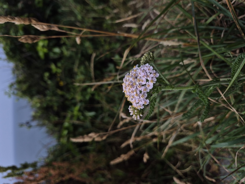 Yarrow Achillea millefolium ayr hallooin