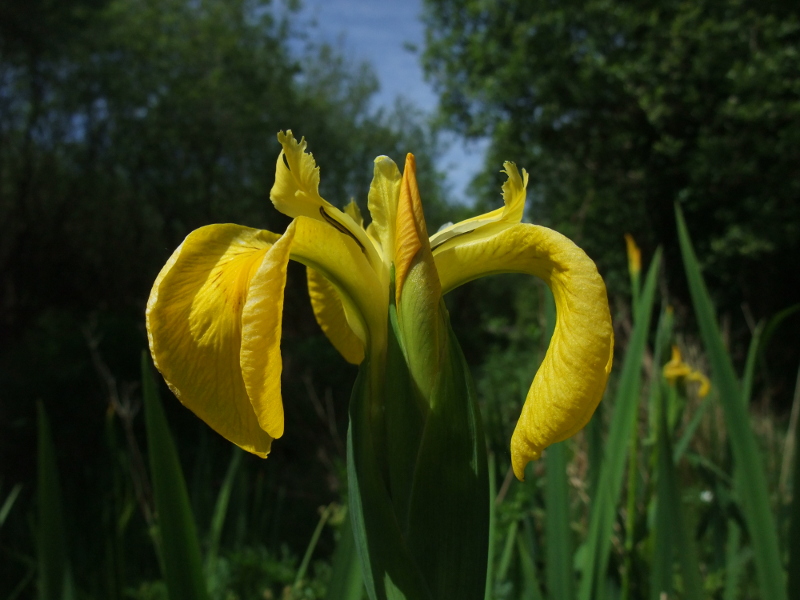Yellow Iris Iris pseudacorus cliogagh