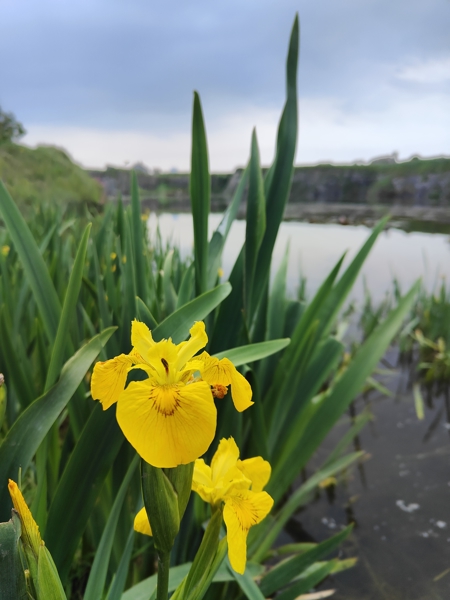 Yellow Iris Iris pseudacorus cliogagh