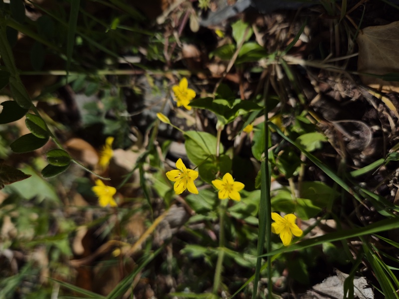 Yellow Pimpernel Lysimachia nemorum Shamrag Voirrey