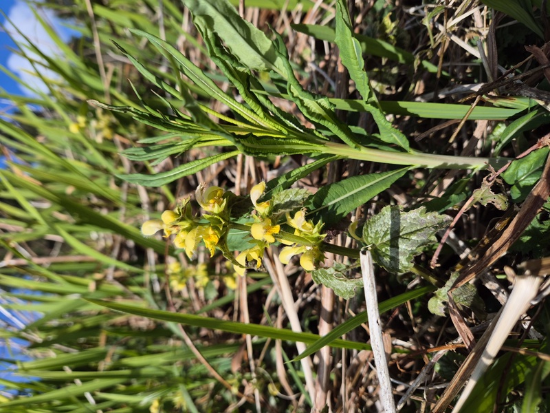 Yellow Rattle Rhinanthus minor Gliggan bwee
